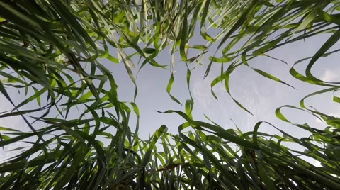 Field of green wheat grass Видео 47176533