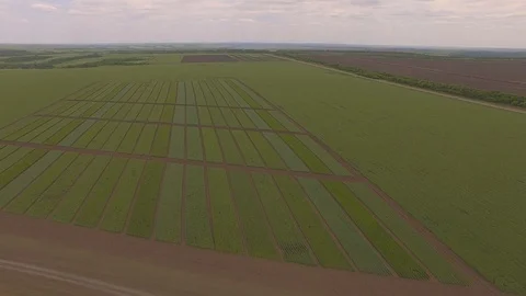 Field of green wheat plots shooting from air Stock Footage 104863549