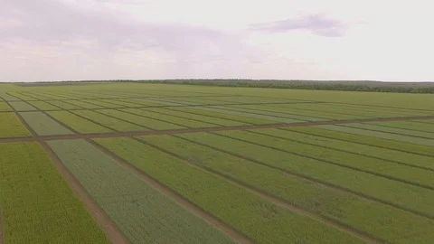 Field of green wheat plots shooting from air Stock Footage 104863663
