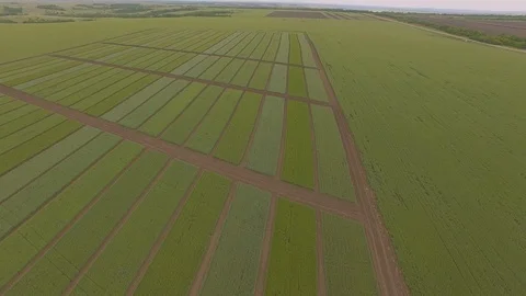 Field of green wheat plots shooting from air Stock Footage 104863889