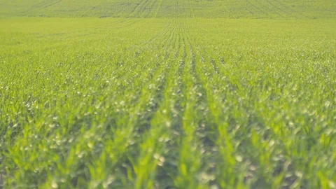 Field of green wheat rows. Close up in sunny weather. Focusing Stock Footage 74675040