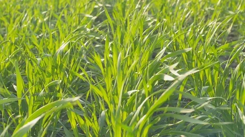 Field of green wheat rows. Close up in sunny weather. Vertical panning Stock Footage 74675183