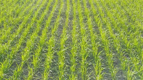 Field of green wheat rows. Close up in sunny weather. Static Stock Footage 74675819