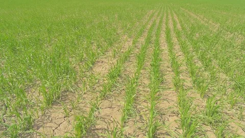 Field of green wheat rows. Close up in sunny weather. Verical panning Stock Footage 74676043