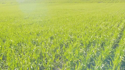 Field of green wheat rows. Close up in sunny weather. Panning Stock Footage 74680056