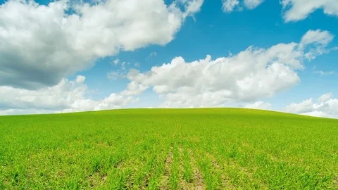 Field of green wheat rows. Sunny weather. Time lapse Stock Footage 74906635