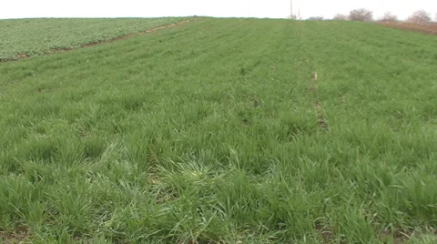 Field of green wheat in spring Stock-Footage 36987145