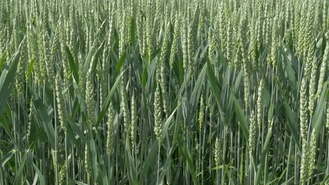 Field of green wheat at spring Stock Footage