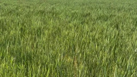 Field of Green wheat swaying in the wind Stock Footage 278640436