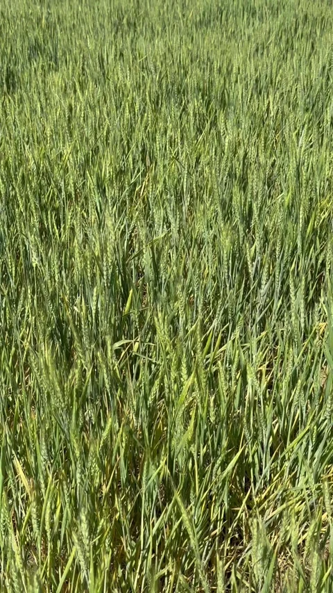 Field of Green wheat swaying in the wind Stock Footage 278917942