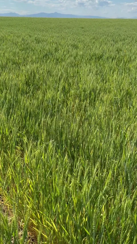 Field of Green wheat swaying in the wind, from the bottom to the top view Stock Footage 279122161