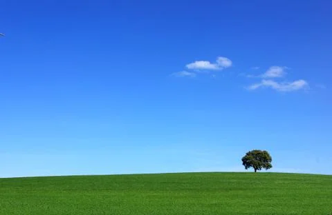 Field of green wheat with tree Foto stock