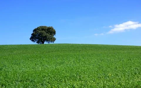 Field of green wheat with tree. Stock Photos