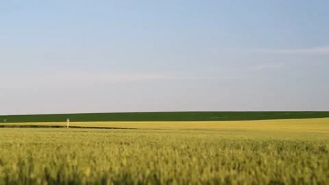 Field of green wheat under the blue sky and clouds. Rural environment background Stock Footage 220949876