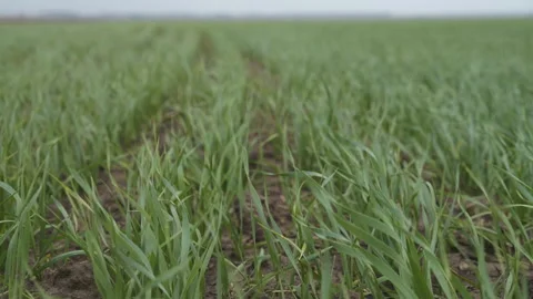 A field of green wheat in the wind Stock-Footage 244581382