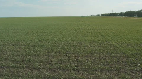 A field of green wheat in the wind Stock-Footage 245530759