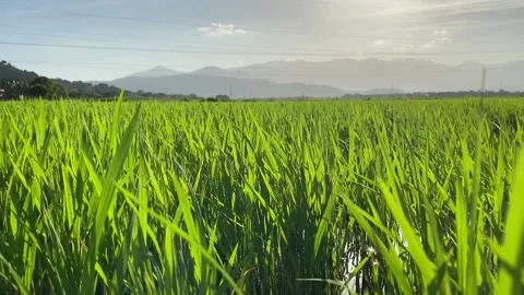 Field of green young rice Stock Footage 122365647