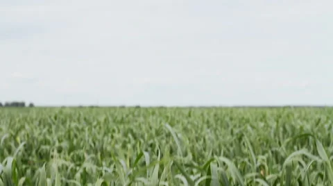 The field of green young wheat. Stock Footage 62550808