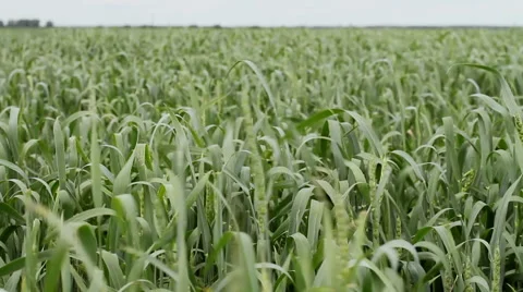 The field of green young wheat. 库存影片 62550813