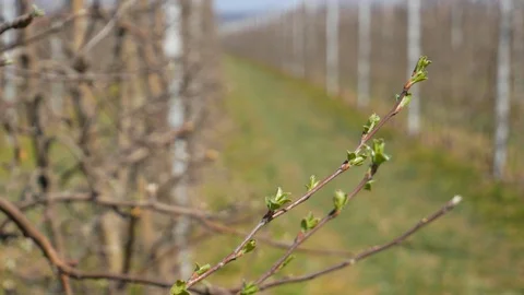 Field for growing apples. Apple garden. 库存影片 128100227