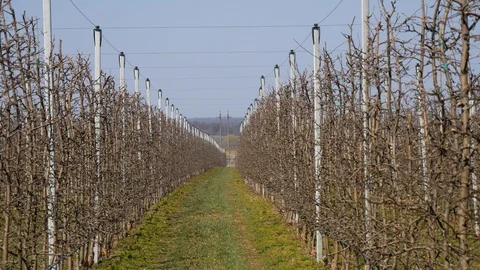 Field for growing apples. Apple garden. Stock Footage 128126280