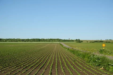 Field with growing brown beans Stock Photos