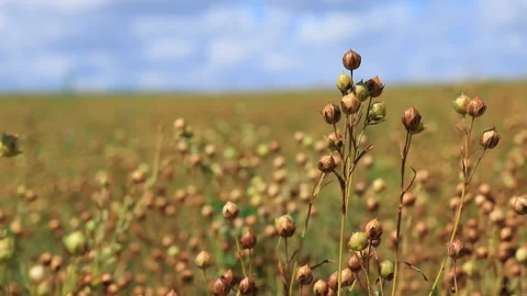 A field with a growing flax plant in the wind. The period of seed maturation Stock Footage 281635270