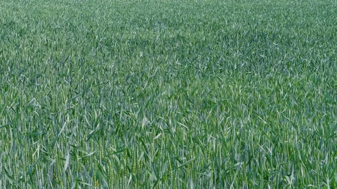 Field of growing green soft wheat at spring day, agriculture Stock Footage 108908018