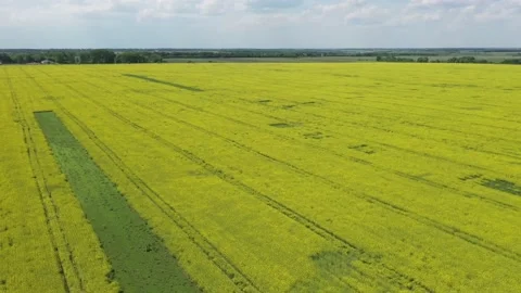 Field of growing rapeseed view from the top Video stock 159821386