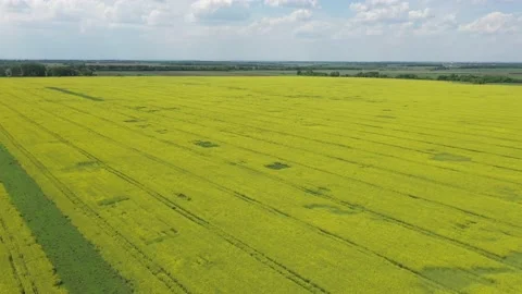Field of growing rapeseed view from the top Stock Footage 159821437