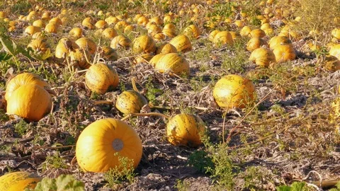 Field with growing ripe pumpkins in dried grass at sunny day Stock Footage 118373359