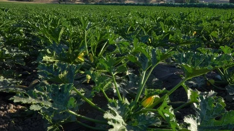 Field growing squashes, 4k Stock Footage 92456738