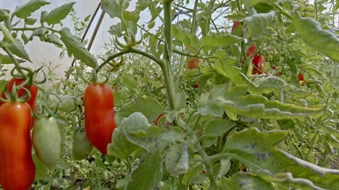 A field of growing tomatoes Stock Footage 171554649