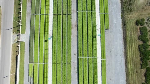 Field of growing trees. The drone flies up showing the scale of the field Stock Footage 300764625