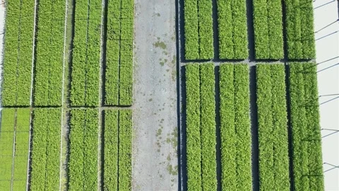 A field of growing trees from a height. Aerial photography. Stock Footage 300764559