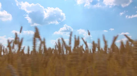In the field of growing wheat Stock Footage 64709346
