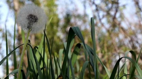 Field of a Grown dandelion Stock Footage 37272603