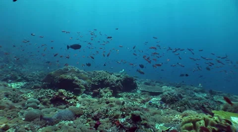 Field of hard coral full of tropical reef fishes Stock Footage 59174274