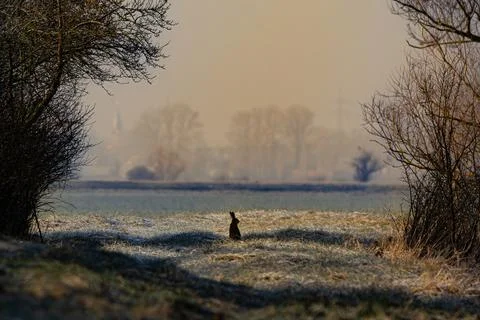 Field hare on the edge of the field between trees Stock Photos