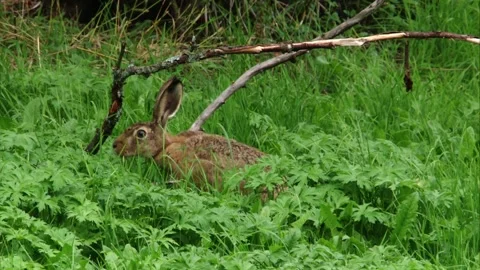 Field hare sniffs branch while sitting in tall grass Stock Footage 311431870