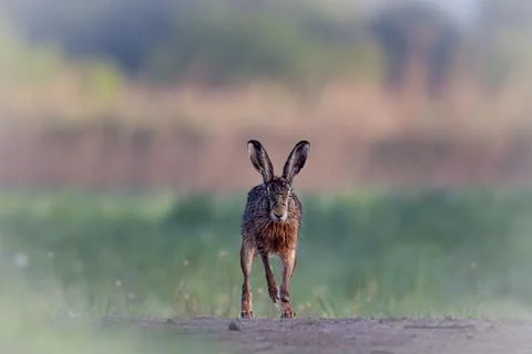 Field hare on the way while running Stock Photos