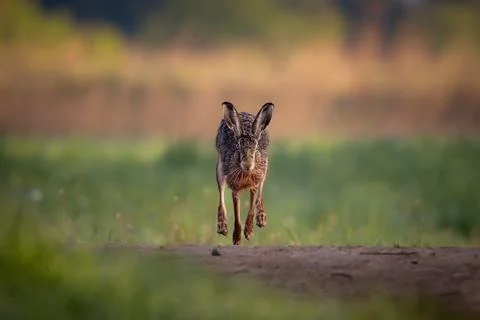 Field hare on the way while running Stock Photos