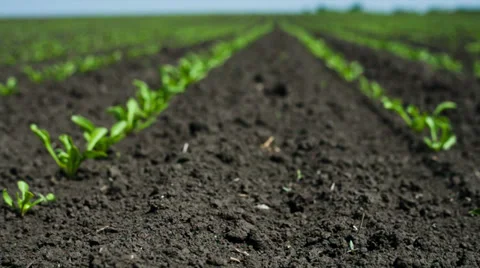 The field before the harvest Stockbeeldmateriaal 38169230