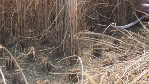 Field of harvesting crops Vídeo Stock 332559176