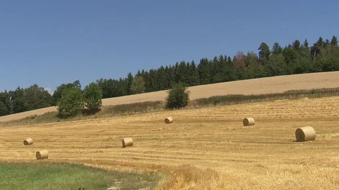 Field with hay bales Stock Footage 78089312