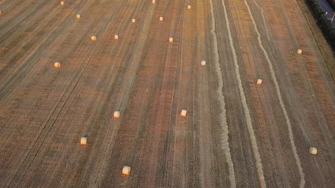 Field of hay bales Stock Footage 92993016
