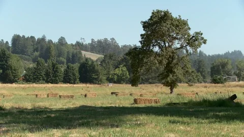 Field of hay bales Stock Footage 93781581