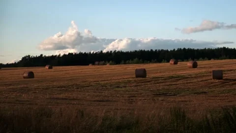 A field with hay bales, at sunset Stock Footage 208537242