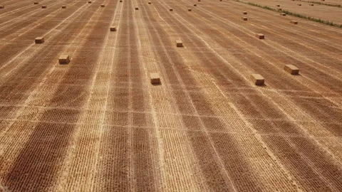 Field with hay collected in cubic form Stock Footage 116110344