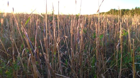 Field hay, dry yellow grass, autumn harvest, oats Stock Footage 142218955